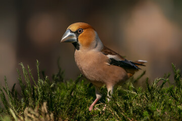  Beautiful male Hawfinch (Coccothraustes coccothraustes) in the forest of Noord-Brabant in the Netherlands.                               
