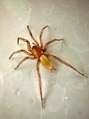 spider