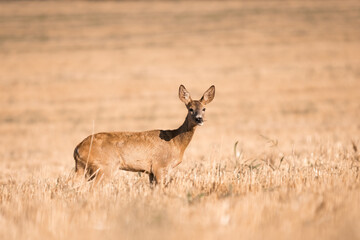 Roe deer, capreolus capreolus  female during rut in warm sunny days in the grain,wild nature in Slovakia, useful for magazines,articles