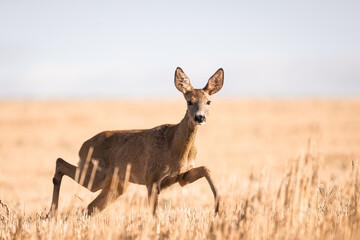 Roe deer, capreolus capreolus  female during rut in warm sunny days in the grain,wild nature in Slovakia, useful for magazines,articles