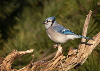 Blue jay perched on branch. 