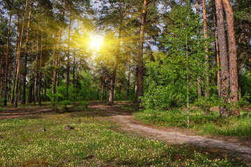 Beautiful landscape with pine forest and dirt road. Ecologically clean place with fresh air.