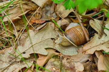 Roman snail, garden snail in the natural environment, wide macro, Helix pomatia