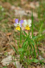 Spring awakening of flowers and vegetation in the forest on background of the sunset shine