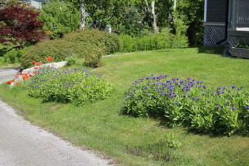Obraz premium Poppies and cyanus montanus in spring in the garden, Sweden
