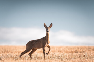 Roe deer, capreolus capreolus  female during rut in warm sunny days in the grain,wild nature in Slovakia, useful for magazines,articles