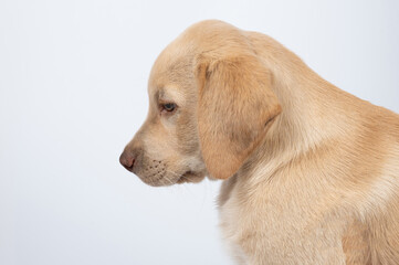 Side profile labrador dog portrait