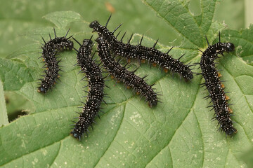 Closeup on the black caterpillar of the Peacock butterfly, Aglais io feeding on nettle in the garden