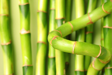 Fototapeta na wymiar Green bamboo stems as background, closeup