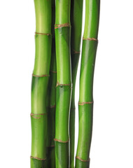 Fresh bamboo stems on white background, closeup