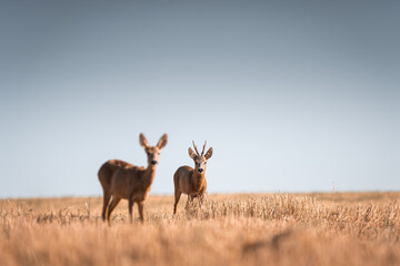 Roe deer, capreolus capreolus male and female during rut in warm sunny days in the grain,wild...