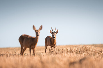 Naklejka na ściany i meble Roe deer, capreolus capreolus male and female during rut in warm sunny days in the grain,wild nature in Slovakia, useful for magazines,articles