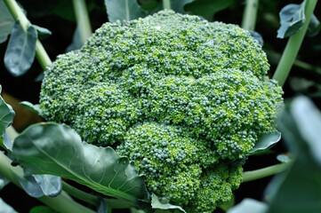 close-up of ripening  cauliflower broccoli  in the vegetable garden