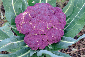  close-up of ripe violet  cauliflower in the vegetable garden