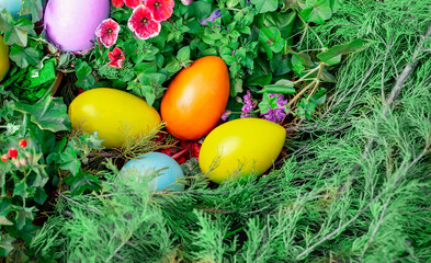 Large multicolored wooden eggs lie on a flower bed, among juniper branches, top view.