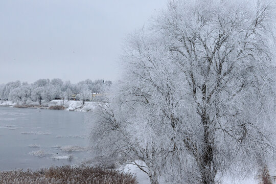 Frost covered trees in city