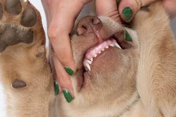 Veterinary dental theme