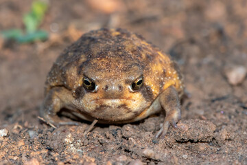 Bushveld rain frog (Breviceps adspersus)