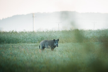 Wild boar in early morning, wildlife, Slovakia
