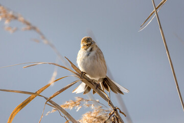 葦原のオオジュリン