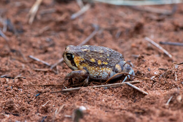 Bushveld rain frog (Breviceps adspersus)