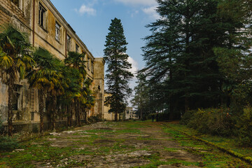 Overgrown by plants abandoned ruined houses at ghost-town. Green post-apocalypse concept