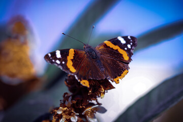 butterfly on a flower