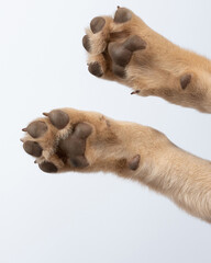 Pair of clean dog paws