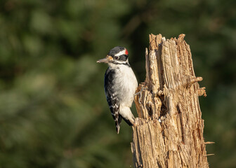 Hairy Woodpecker against a green background climbing an old dried tree eating sunflower seeds on a sunny autumn day.