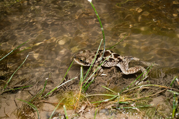 Chilian Frog Four-Eyes on Atacama 