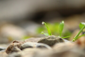 Zoom into the water droplet, you will find a place to live. 