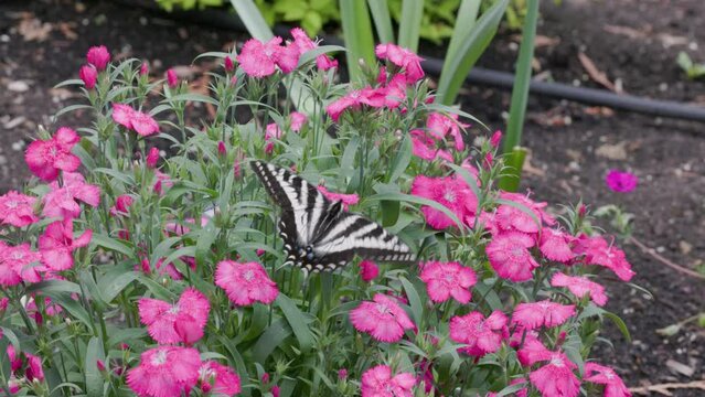 Pale Swallowtail (Papilio eurymedon) on Sweet Williams carnations