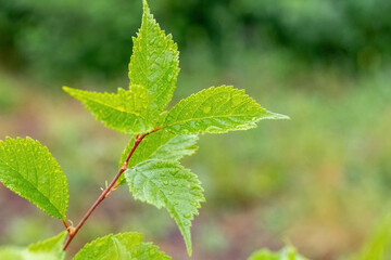 Sakura branch with green fresh leaves and raindrops on the leaves