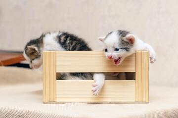 Little cute kittens in a wooden box are trying to get out of the box