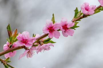 Peach branches with pink flowers on the background of the sky