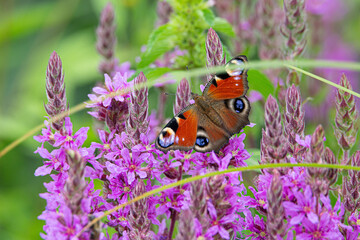 Motyl