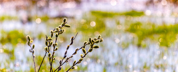 Willow branches with catkins near the river during the flood on a blurred background