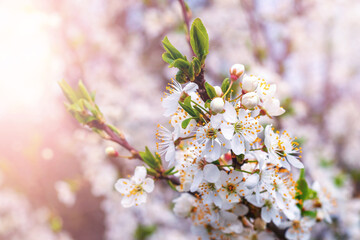 Cherry plum branch with flowers and buds, cherry plum blossoms