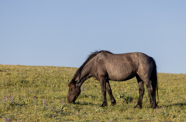 Obraz premium Beautiful Wild Horse in the Pryor Mountains Montana in Summer