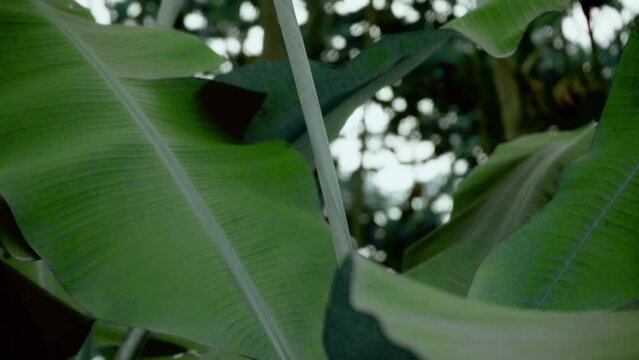 Banana leafs 