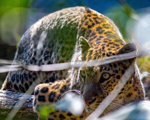 Leopard Sighting in Darjeeling, India - 2016