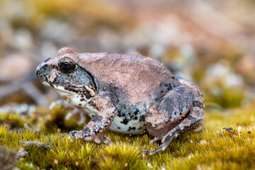 Natal sand frog (Tomopterna natalensis) 