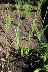 Growing onion leeks in the garden, Sweden