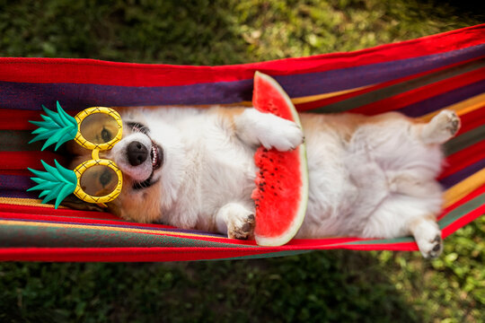a cute and funny corgi puppy lies in a hammock in a sunny summer garden with a watermelon and smiles quite