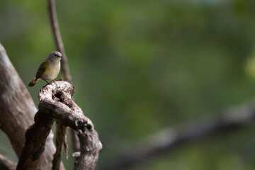 Warbler on Tree