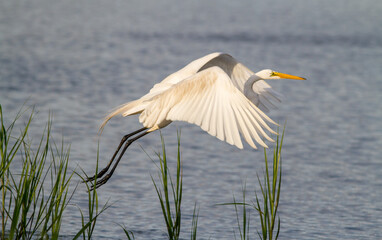 Great White Egret taking off