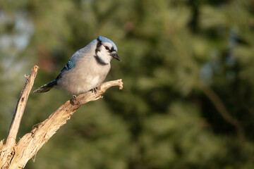 Blue jay bird perched on an old branch waiting to get to the feeder on a beautiful and cold autumn afternoon. 