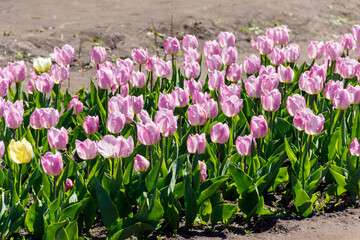 Large flowerbed of beautiful tulips in the park at spring