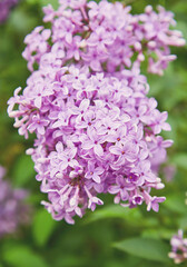 purple lilac shrub blossoms in spring. Beautiful floral nature wallpaper