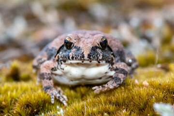 Natal sand frog (Tomopterna natalensis) 